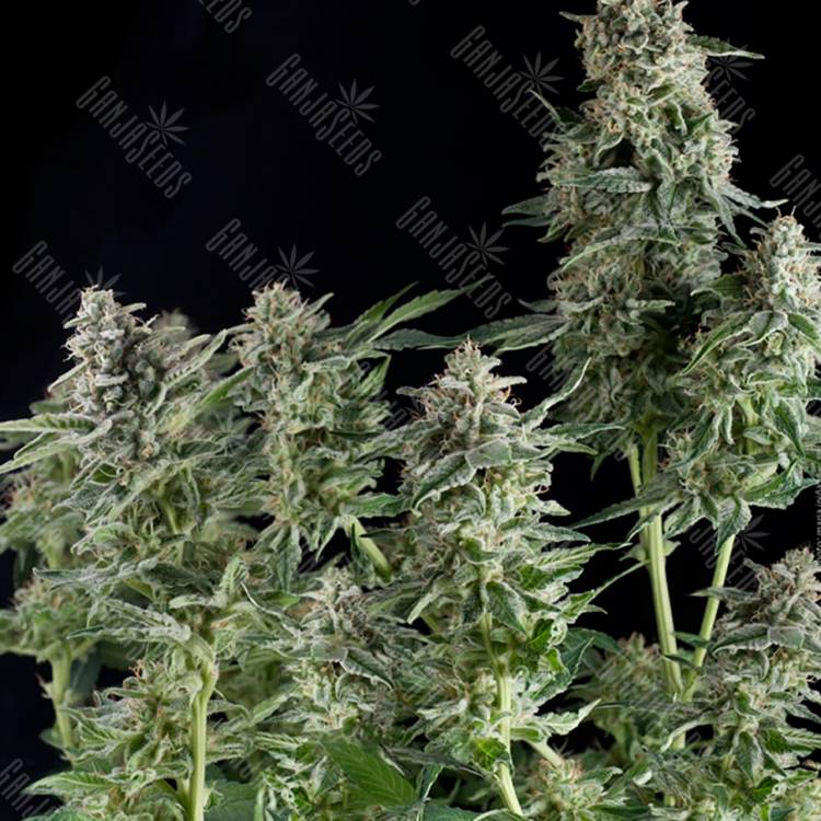 семена конопли в фирменной упаковке Northern Lights CBD feminised Pyramid Seeds семена конопли в фирменной упаковке Northern Lights CBD feminised Pyramid Seeds