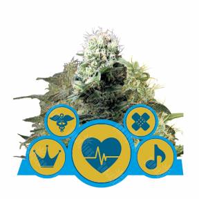 CBD MIX feminised Royal Queen