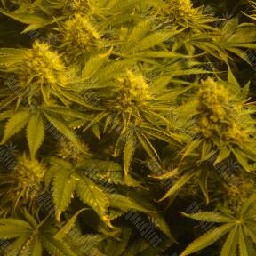 Auto Pineapple regular Ganja Seeds