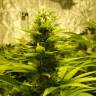 семена сортовой конопли Auto Pineapple regular