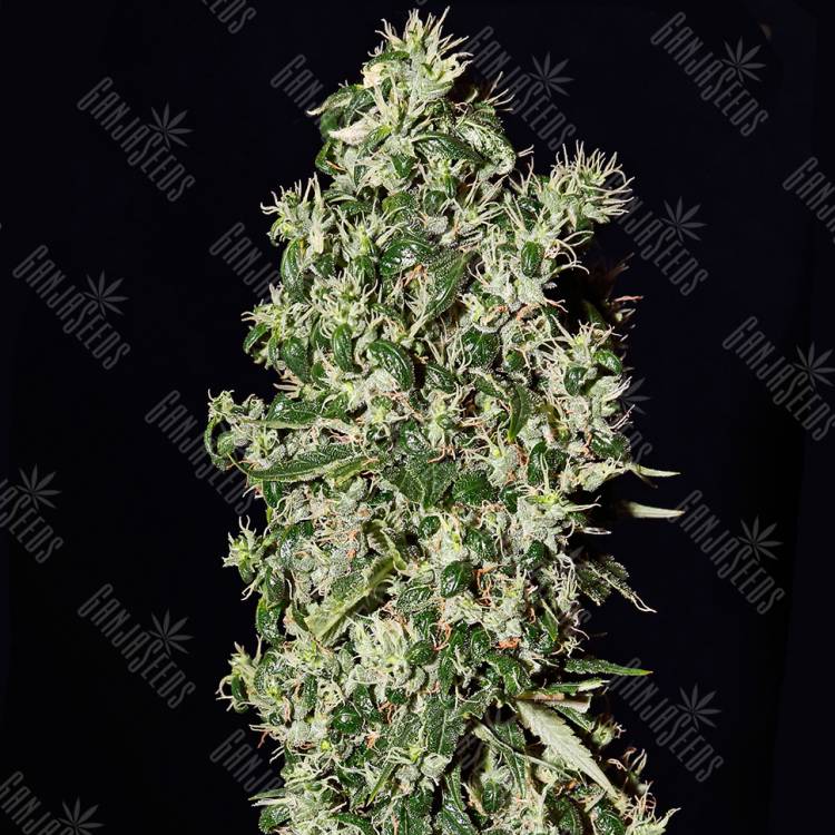 семена конопли в интернете Big Tooth feminised Strain Hunters Seeds