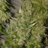 семена конопли с доставкой Big Tooth feminised Strain Hunters Seeds
