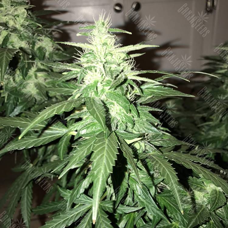 семена конопли f1 в оригинальной упаковке Lowgold regular Ganja Seeds