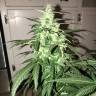 семена сортовой конопли Lowgold regular Ganja Seeds