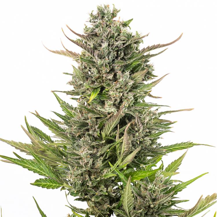 семена конопли Auto Critical + CBD feminised Dinafem Seeds семена конопли Auto Critical + CBD feminised Dinafem Seeds