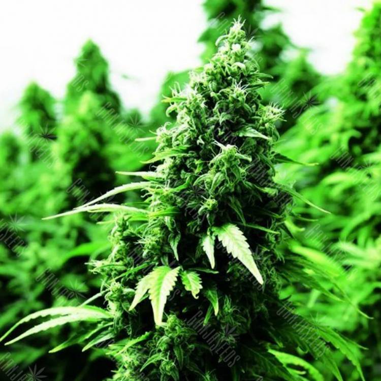 семена конопли Auto OGRE feminised Doctors Choice семена конопли Auto OGRE feminised Doctors Choice