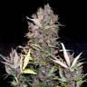 заказ семян конопли Auto OGRE feminised Doctors Choice заказ семян конопли Auto OGRE feminised Doctors Choice