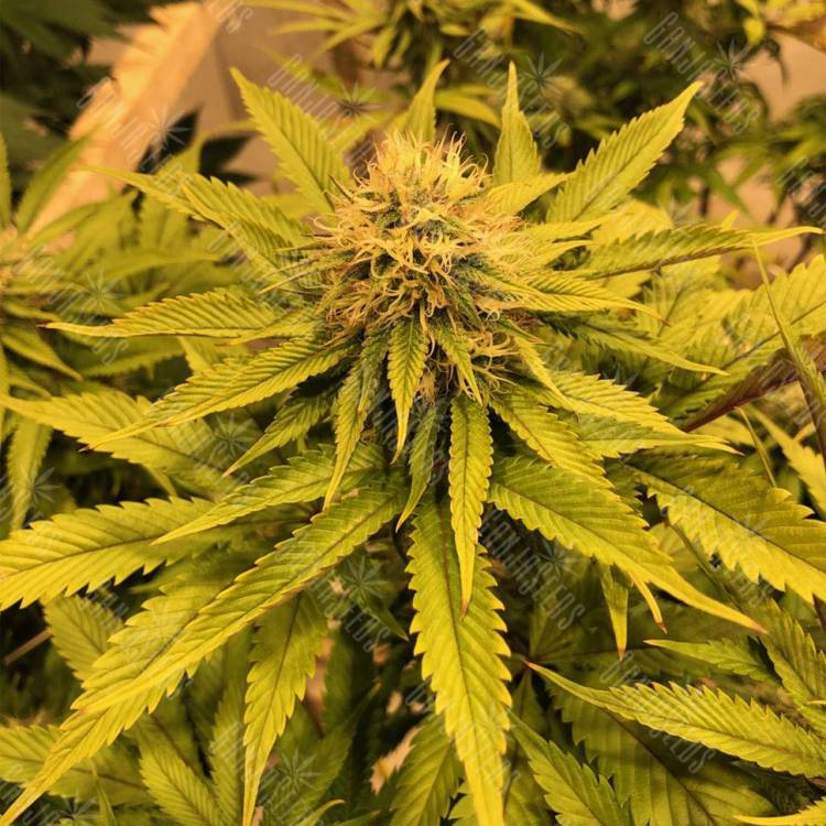 семена конопли в фирменной упаковке Black D.O.G. feminised Humboldt Seeds