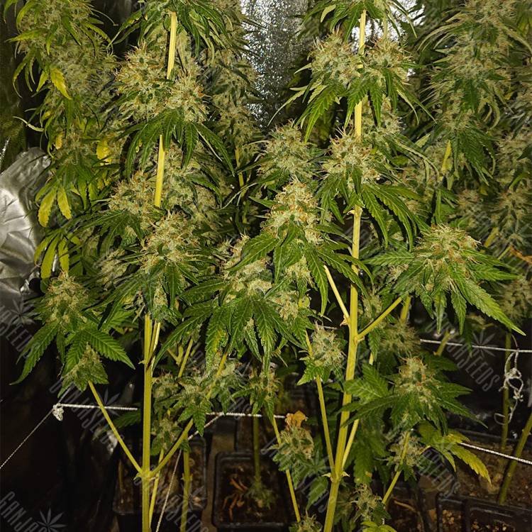 семена конопли Indoor Mix feminised Nirvana Seeds семена конопли Indoor Mix feminised Nirvana Seeds