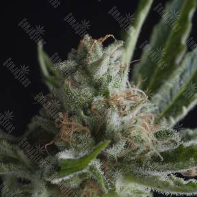 Shark CBD feminised Pyramid Seeds