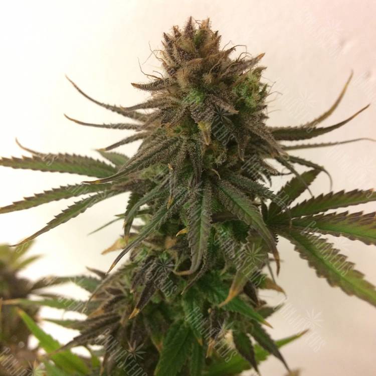 семена конопли для выращивания Painkiller XL CBD feminised Royal Queen семена конопли для выращивания Painkiller XL CBD feminised Royal Queen