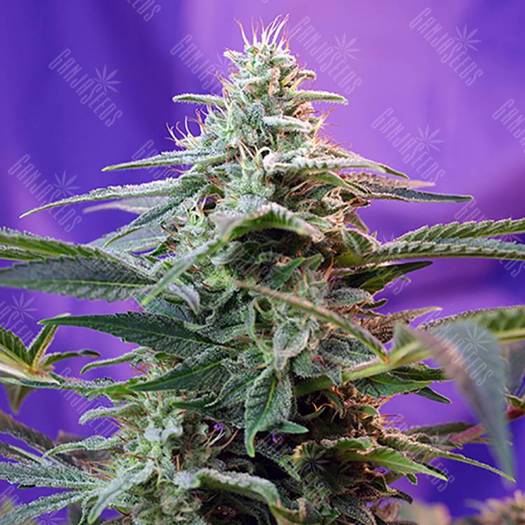 семена конопли в интернете Sweet Special F1 Fast Version feminised Sweet Seeds семена конопли в интернете Sweet Special F1 Fast Version feminised Sweet Seeds