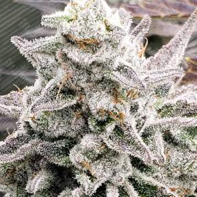 Hard Day feminised Ganja Seeds