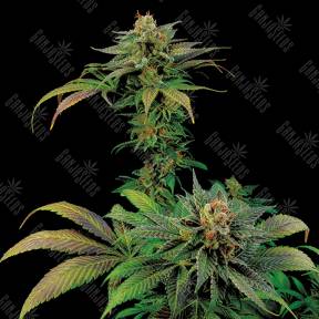 White Widow x Somango feminised Ganja Seeds