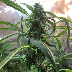 Auto Jack x White Widow feminised Ganja Seeds