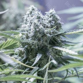 Critical feminised Ganja Seeds