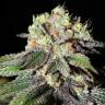 семена индийской конопли Caboose feminised Strain Hunters Seeds семена индийской конопли Caboose feminised Strain Hunters Seeds