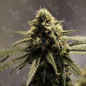 Critical Cheese feminised Dinafem Seeds