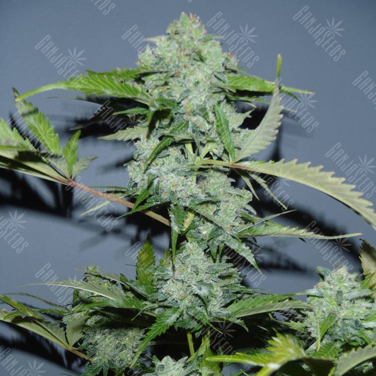 семена конопли почтой Auto Balkhash feminised Bang Seeds семена конопли почтой Auto Balkhash feminised Bang Seeds