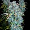 семена конопли в оригинальных упаковках Magic Bud regular Ganja Seeds