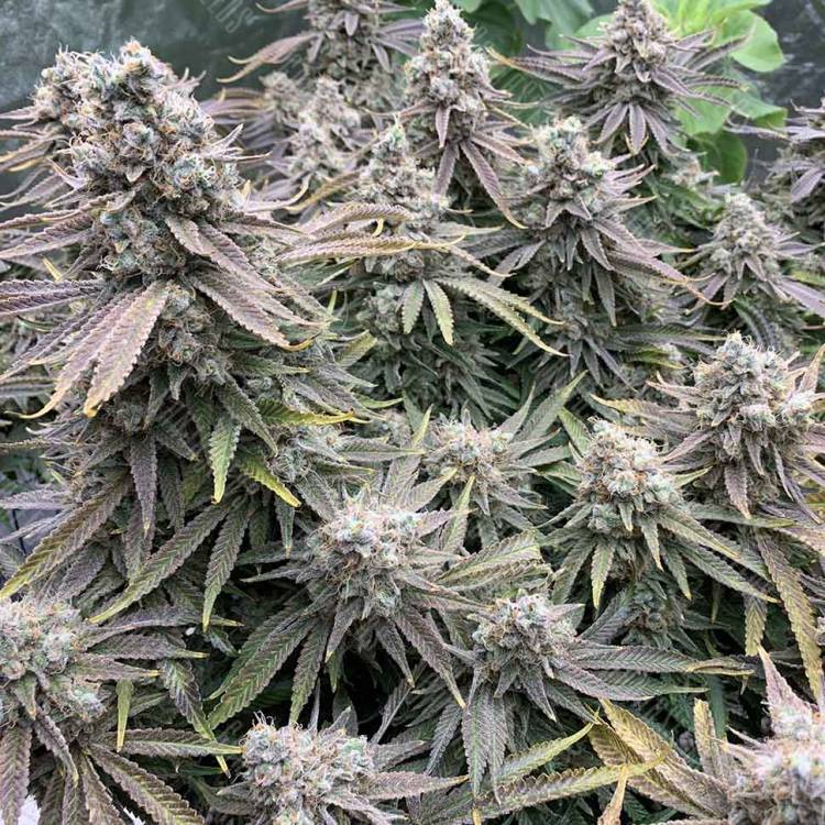 семена индийской конопли Auto Sweet Special regular семена индийской конопли Auto Sweet Special regular