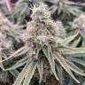 заказ семян конопли Москва Auto Sweet Special regular заказ семян конопли Москва Auto Sweet Special regular