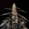 Auto Haze CBD feminised Dinafem Seeds Auto Haze CBD feminised Dinafem Seeds