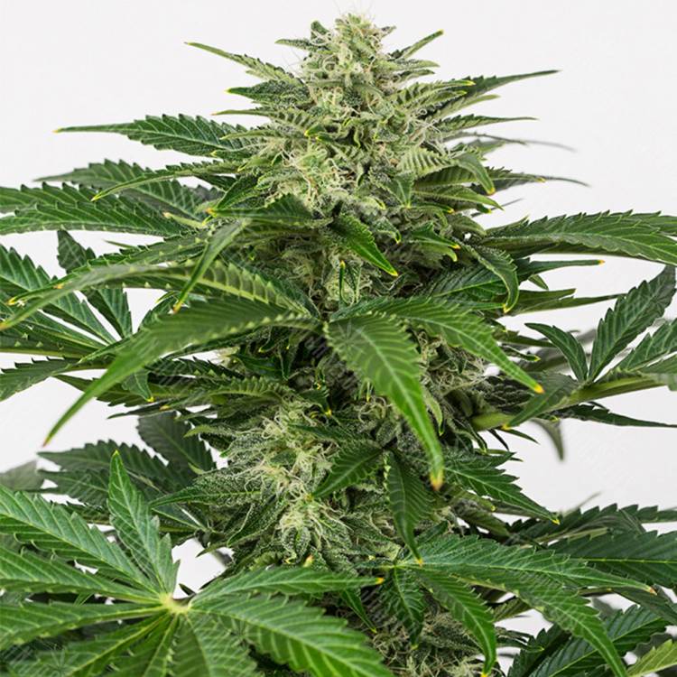 качественные семена конопли Auto Haze CBD feminised Dinafem Seeds качественные семена конопли Auto Haze CBD feminised Dinafem Seeds