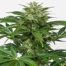 качественные семена конопли Auto Haze CBD feminised Dinafem Seeds качественные семена конопли Auto Haze CBD feminised Dinafem Seeds