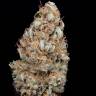 элитные сорта конопли Auto Haze CBD feminised Dinafem Seeds элитные сорта конопли Auto Haze CBD feminised Dinafem Seeds