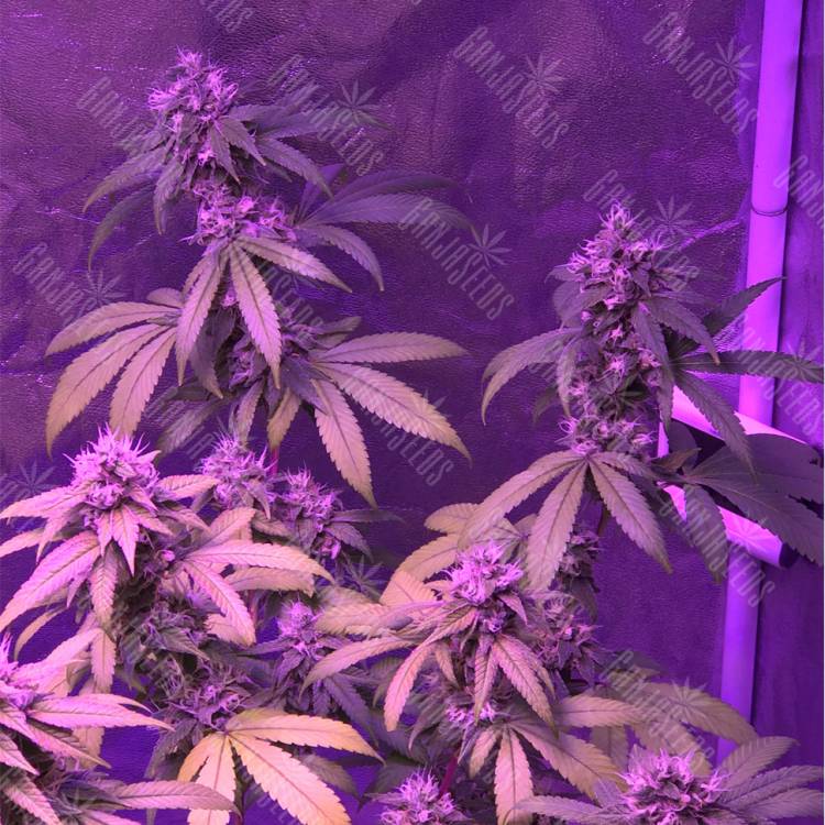 семена конопли в оригинальных упаковках Green Crack feminised Humboldt Seeds семена конопли в оригинальных упаковках Green Crack feminised Humboldt Seeds