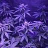 купить семена конопли Green Crack feminised Humboldt Seeds купить семена конопли Green Crack feminised Humboldt Seeds