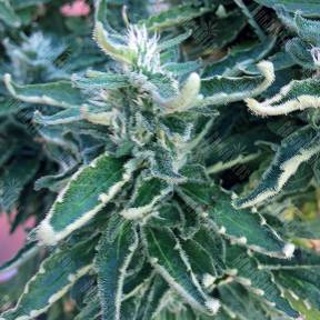 Jock Horror feminised Nirvana Seeds