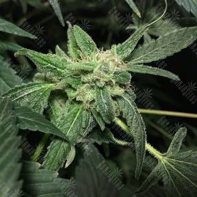 Royal Highness CBD feminised Royal Queen