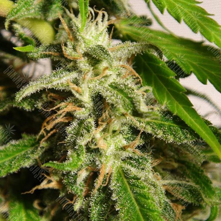 семена конопли гидропоники Sweet Tai feminised Sweet Seeds семена конопли гидропоники Sweet Tai feminised Sweet Seeds