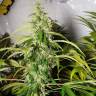 мощные семена конопли Sweet Tai feminised Sweet Seeds мощные семена конопли Sweet Tai feminised Sweet Seeds