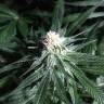Critical Plus feminised Ganja Seeds купить семена конопли в интернете 