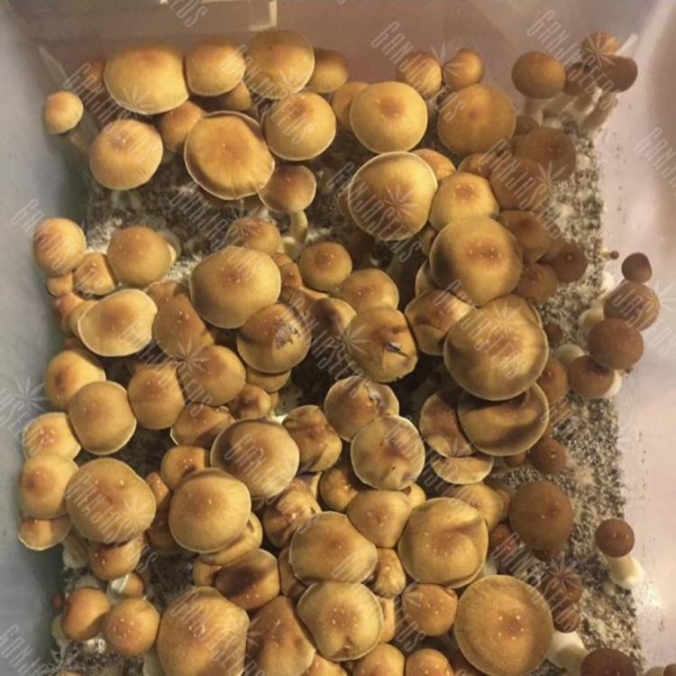 магазин псилоцибиновых спор PE6 Texas