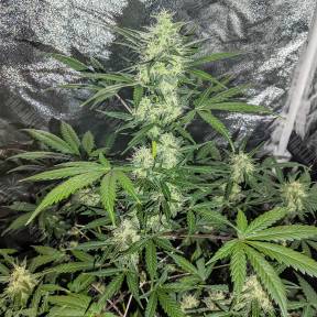 Auto Maxigom x Northern Lights feminised Ganja Seeds