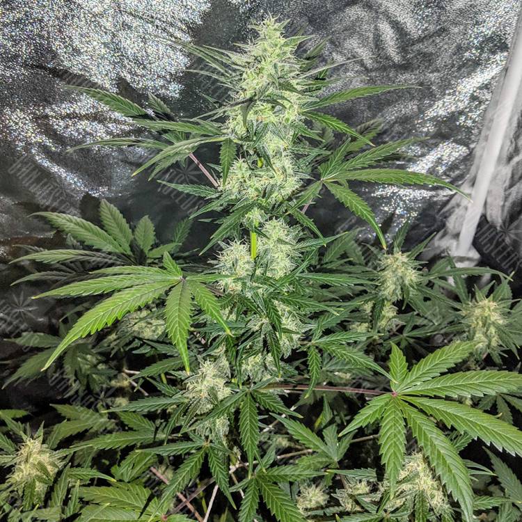 семена сортовой конопли Auto Maxigom x Northern Lights feminised семена сортовой конопли Auto Maxigom x Northern Lights feminised