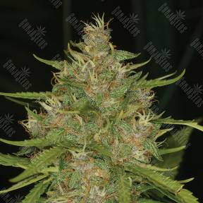 Chill OM feminised Ganja Seeds