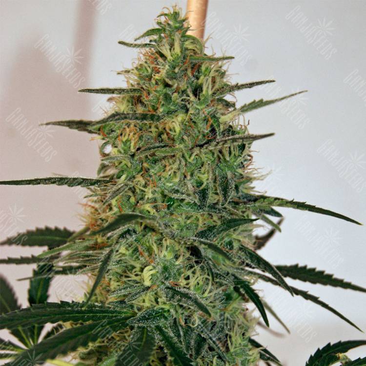 семена сортовой конопли Damnesia feminised Strain Hunters Seeds семена сортовой конопли Damnesia feminised Strain Hunters Seeds