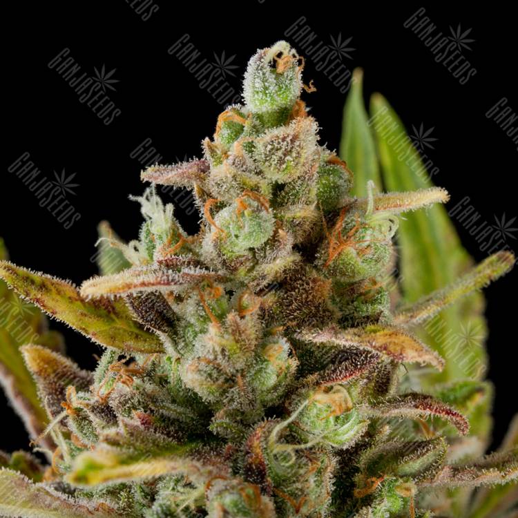 Critical Kush feminised Dinafem Seeds