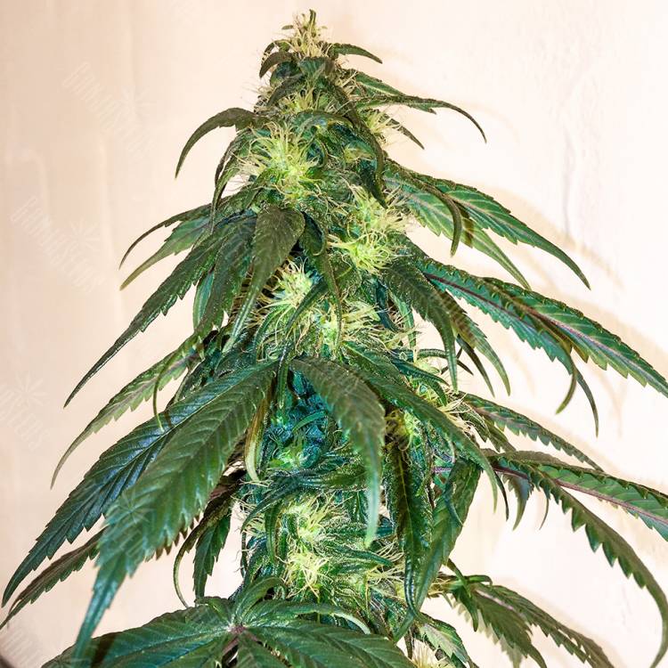 конопли скороспелый купить Mama Mia regular Ganja Seeds конопли скороспелый купить Mama Mia regular Ganja Seeds