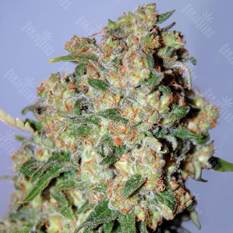 конопля семена сорта заказать Critical feminised Advanced Seeds