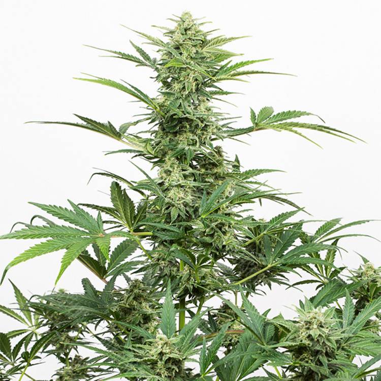 семена конопли Auto Industrial Plant CBD feminised Dinafem Seeds семена конопли Auto Industrial Plant CBD feminised Dinafem Seeds