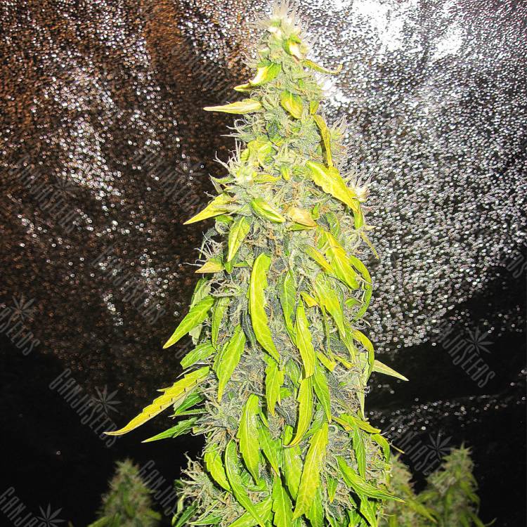 заказать качественные семена конопли Auto Rock Machine feminised Doctors Choice заказать качественные семена конопли Auto Rock Machine feminised Doctors Choice