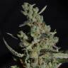 где можно заказать семена конопли Auto Rock Machine feminised Doctors Choice где можно заказать семена конопли Auto Rock Machine feminised Doctors Choice