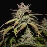 семена конопли почтой Auto Smoothie feminised Fast Buds семена конопли почтой Auto Smoothie feminised Fast Buds