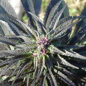 Kaya Gold feminised Nirvana Seeds